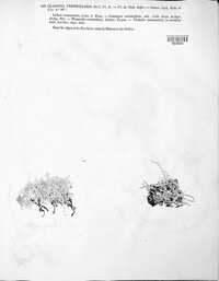 Thamnolia vermicularis image